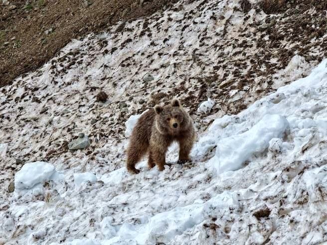 Учет медведей в Кавказском заповеднике начался с прогнозами снижения