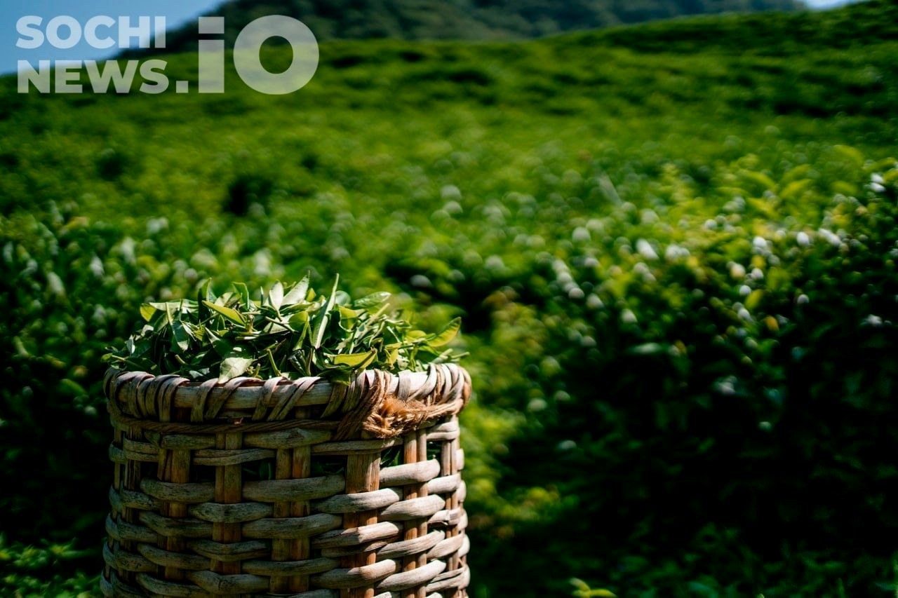 Рост производства чая на Кубани, падение продаж в России